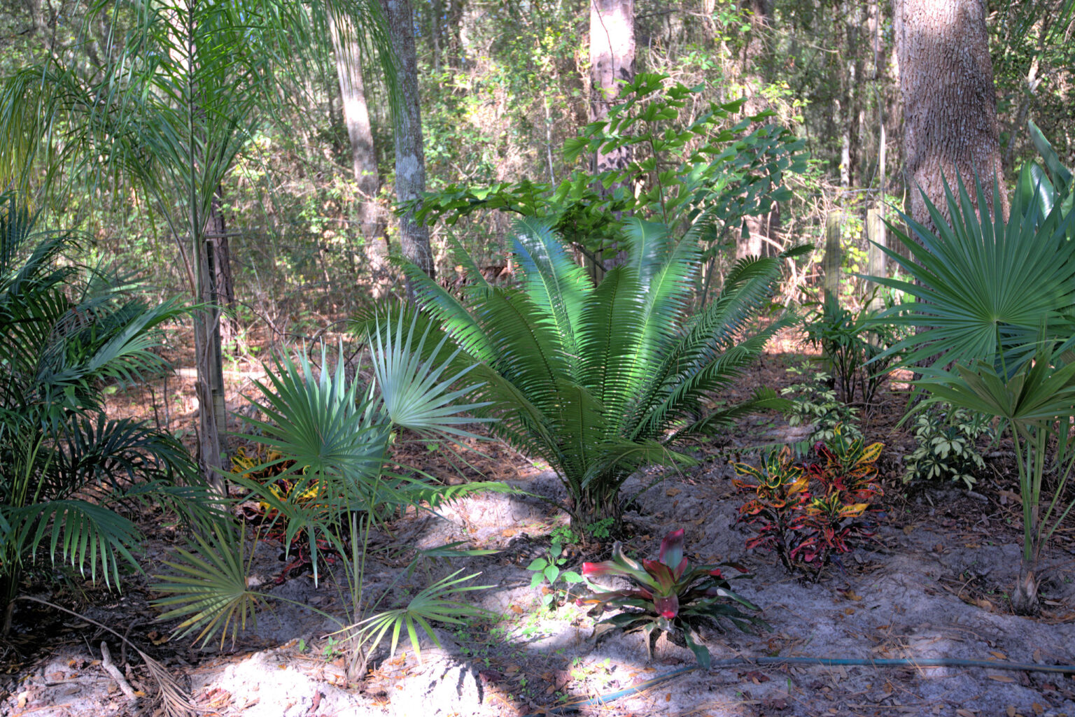 Invasive Species St. Johns Botanical Garden and Nature Preserve