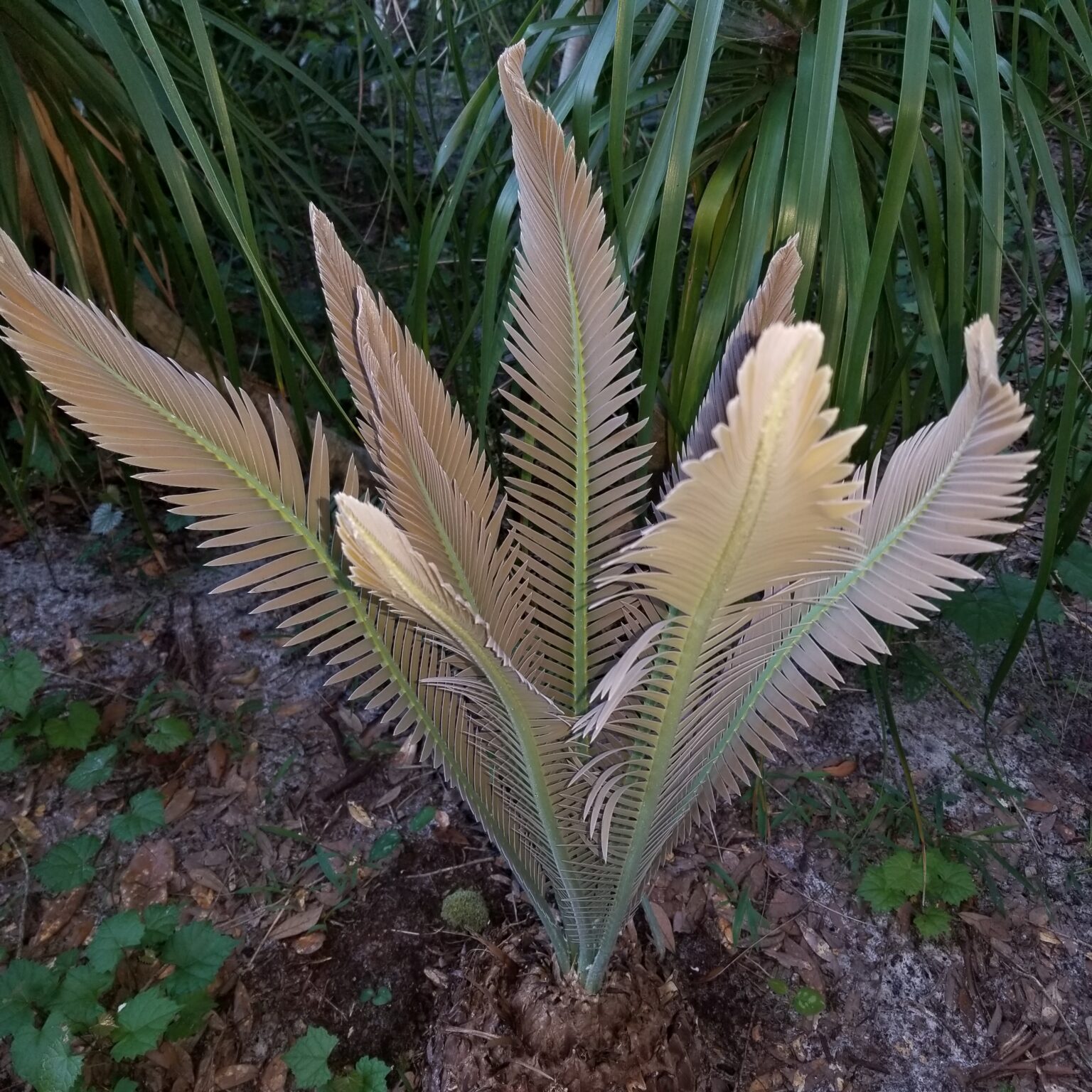 About Us St. Johns Botanical Garden and Nature Preserve