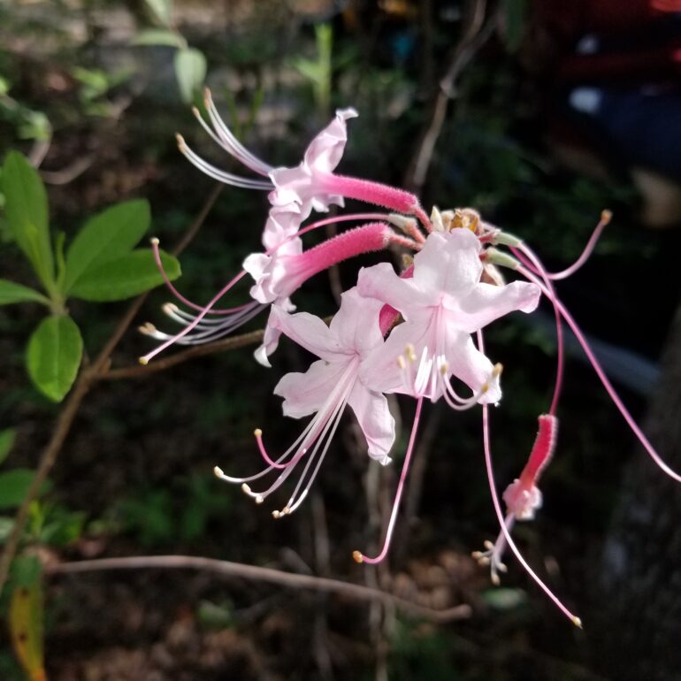 Conservation St. Johns Botanical Garden and Nature Preserve