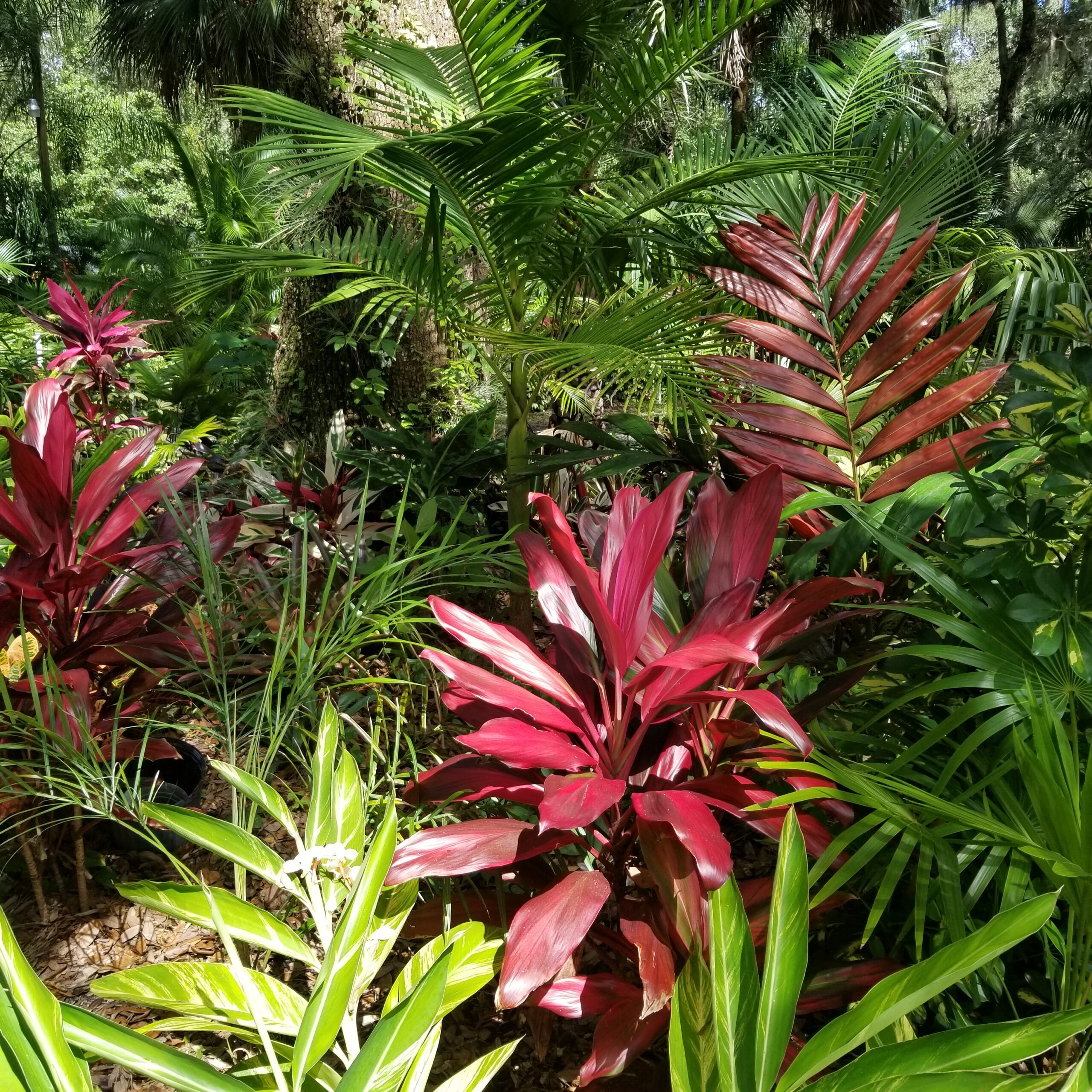 Collection of Palms