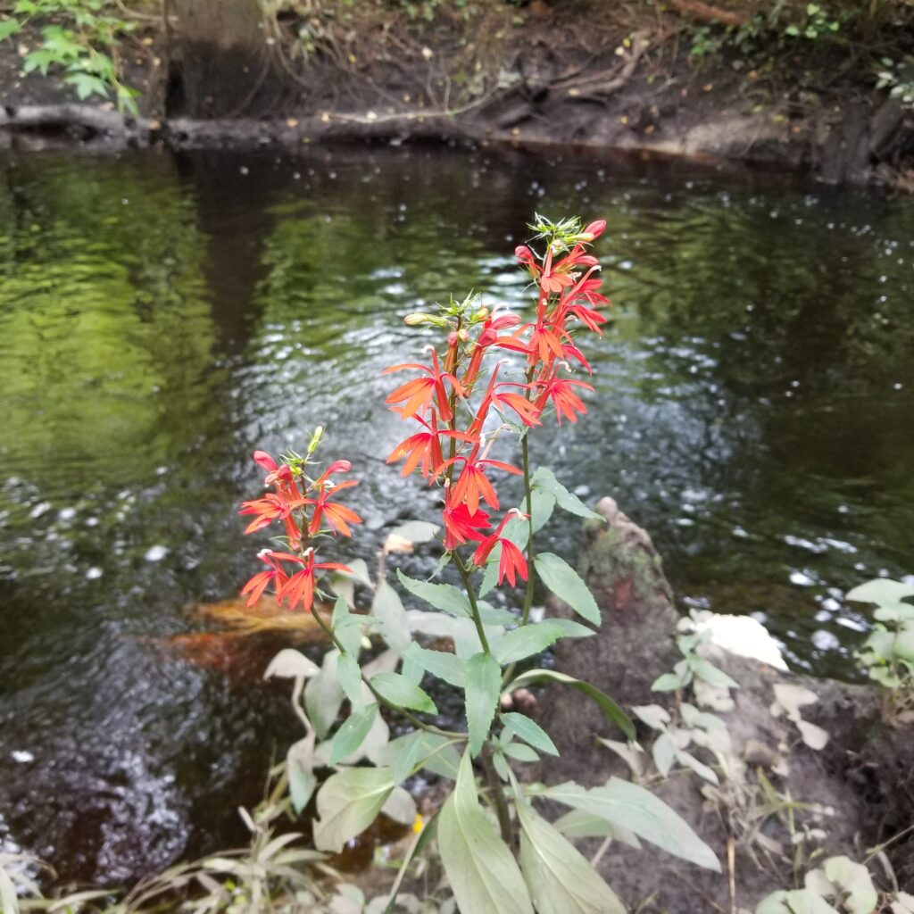 Grand Opening Moved to Oct 14th! St. Johns Botanical Garden and