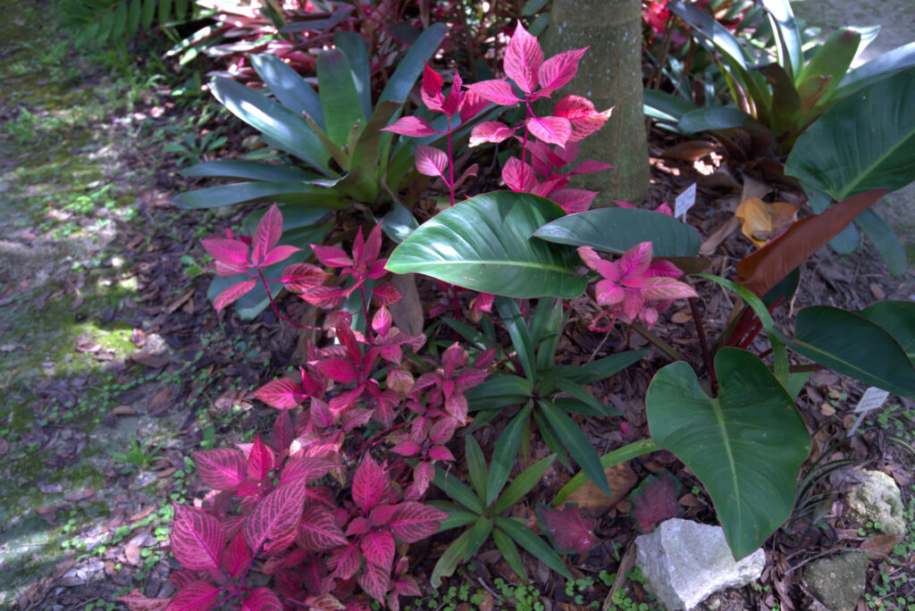 Conservation St. Johns Botanical Garden and Nature Preserve