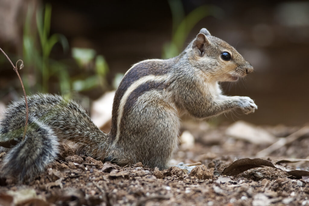 Wildlife at Saint Johns Botanical Garden