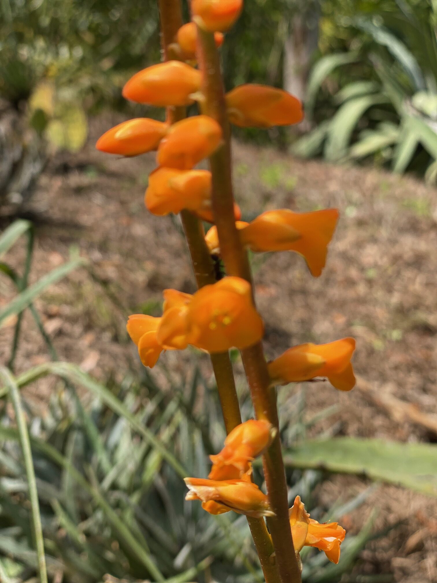 Plant of the Month St. Johns Botanical Garden and Nature Preserve