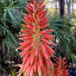 Aloe arborescens, the Torch Aloe now blooming at SJBGNP