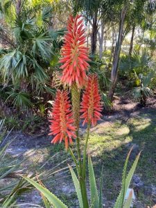 Aloe arborescens, the Torch Aloe