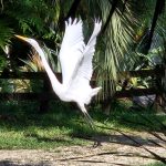 st johns botanical garden and nature preserve bird watching