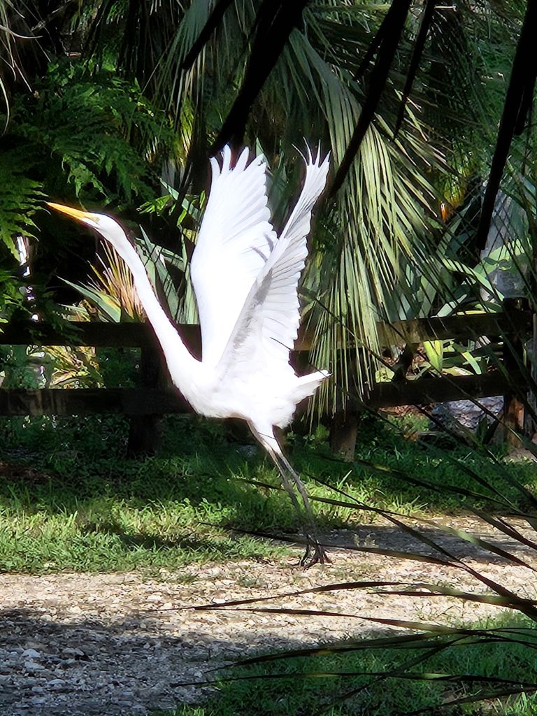 st johns botanical garden and nature preserve bird watching
